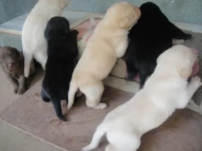regalo adorabili cuccioli di la labrador chicolato