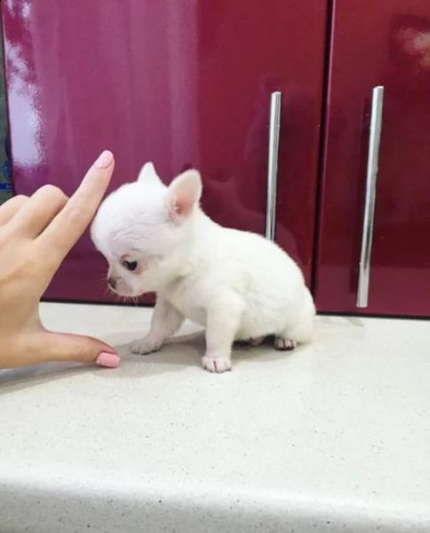 cucciolo chihuahua di 70 giorni di alta geneologia,