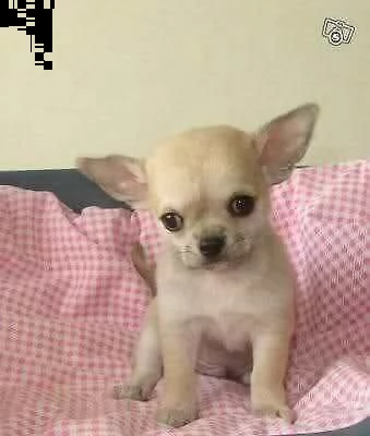 disponibili cucciolotti di chihuahua toy giocarelloni e affettuosissimi di 80 giorni 