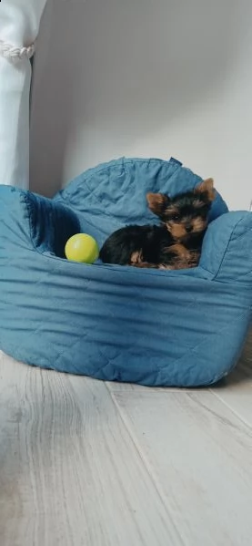 yorkshire terrier toy | Foto 1
