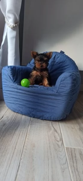 yorkshire terrier toy | Foto 0
