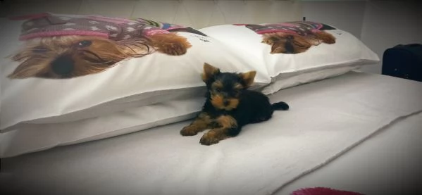 yorkshire terrier toy