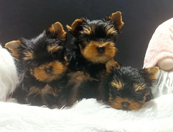 yorkshire terrier mini