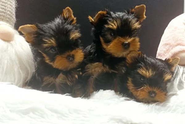 yorkshire terrier mini | Foto 2
