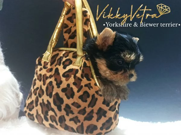 yorkshire terrier mini | Foto 1