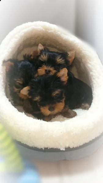 yorkshire terrier mini | Foto 0