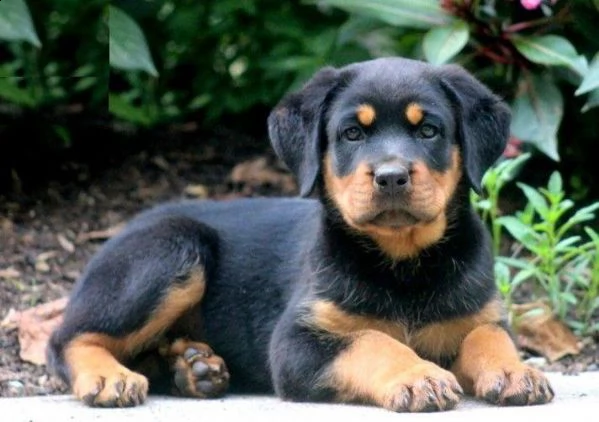 cuccioli rottweiler