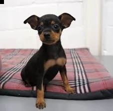 adorali cuccioli di pinscher doberman femminucce e maschietti disponibili per l'adozione gratuita i  | Foto 0