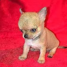 disponiamo cuccioli chihuahua toy di 2 mesi e mezzo perfetti 