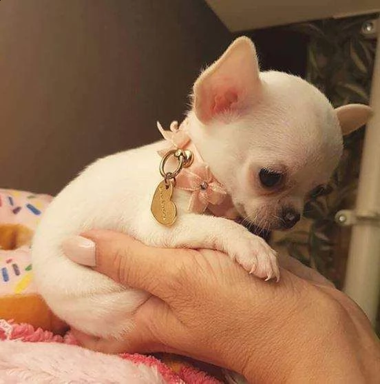 disponiamo cuccioli di chihuahua di 80 giorni affettuosissimi bee tenerissimi ottimi 
