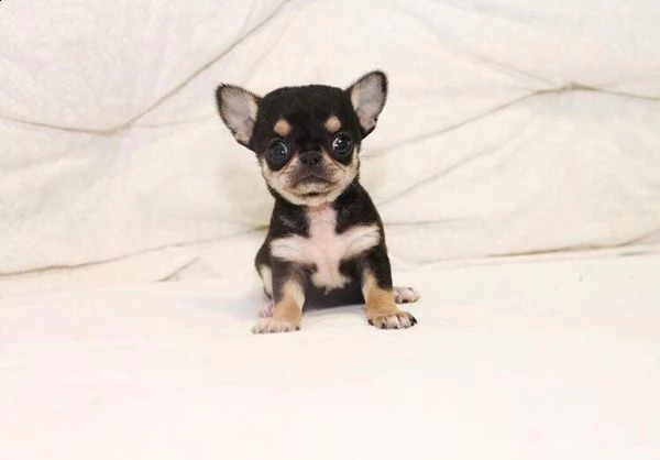 disponiamo cuccioli di chihuahua toy di 2-3 mesi meravigliosi e dolcissimi 
