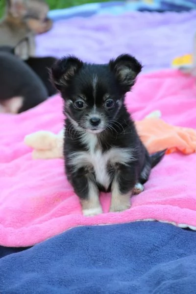 chihuahua mini toy | Foto 1