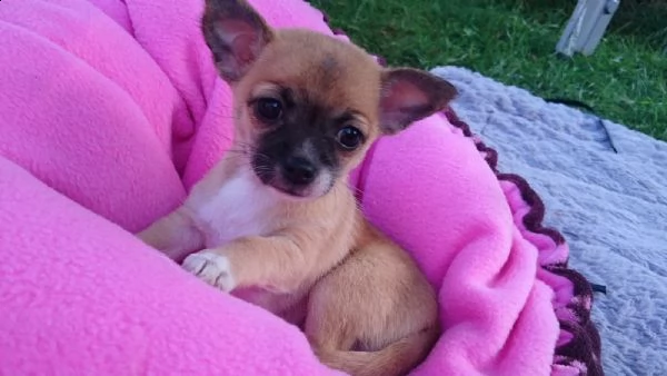chihuahua mini toy | Foto 0