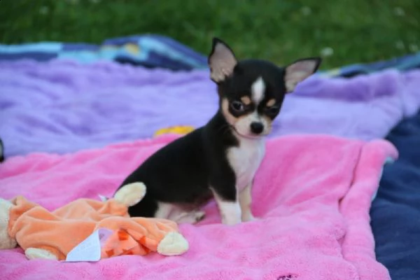 chihuahua mini toy