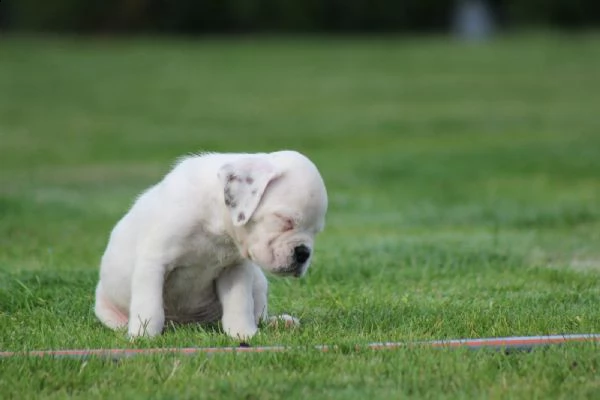boxer bellissimi cuccioli | Foto 0