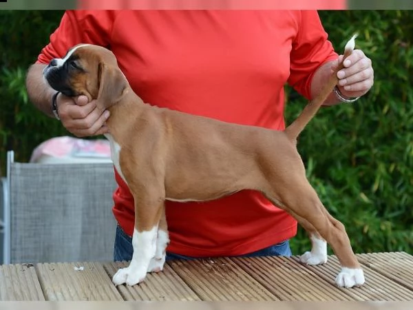 boxer bellissimi cuccioli