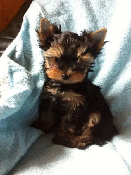 cuccioli yorkshire