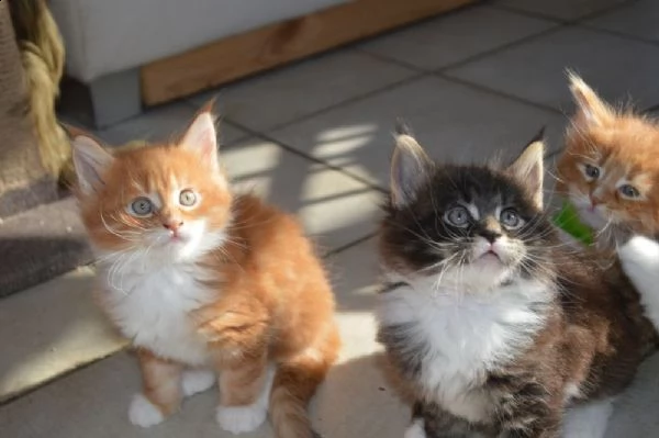 gattini di razza maine coon