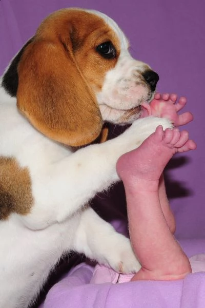 cuccioli beagle pedigree enci