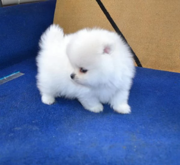 pomerania toy cuccioli | Foto 0