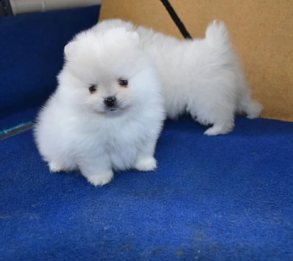 pomerania toy cuccioli