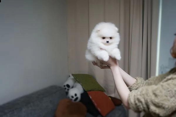 cuccioli pomerania razza pura