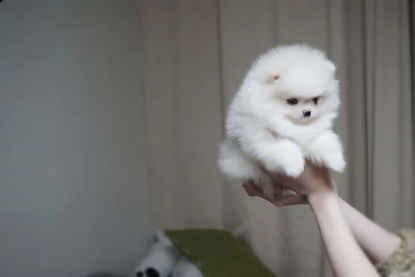 cuccioli pomerania razza pura | Foto 0
