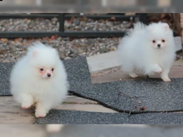 regalo bellissimi cuccioli pomerania
