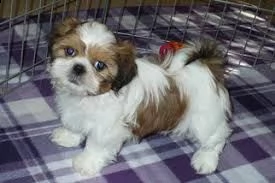 cuccioli shih tzu intelligenti