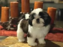 cuccioli shih tzu intelligenti | Foto 0
