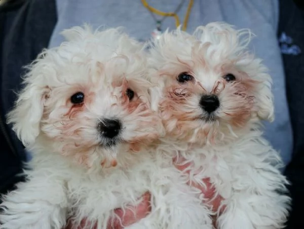 cucciolo di bolognese maschio e femmina bianco 