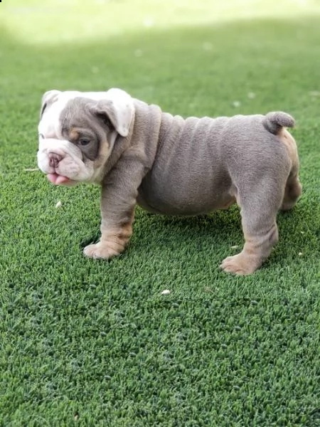 cucciolo bulldog inglese#