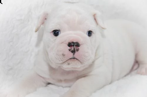 cucciolo bulldog inglese?>