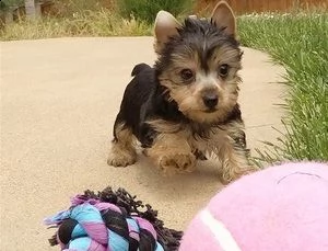 cuccioli di teacup yorkshire terrier
