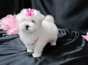 splendido cucciolo maltese