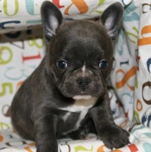 bellissimi cuccioli bulldog francese