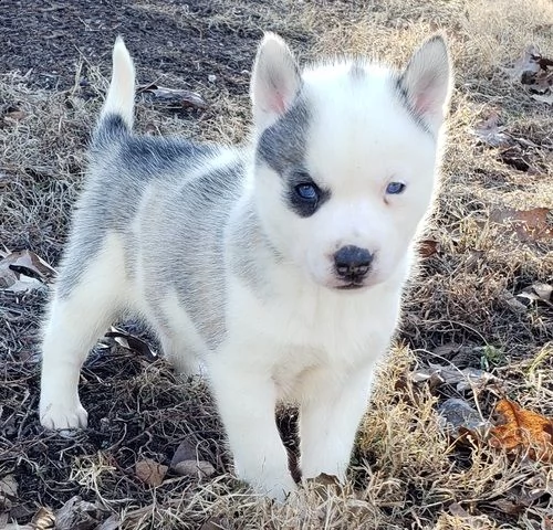 cucciolo di siberian husky>