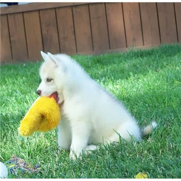 cucciolo di siberian husky>?<<