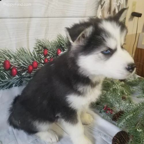 cucciolo di siberian husky<