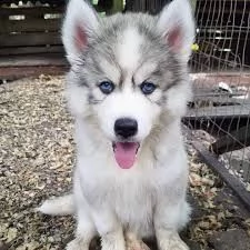 cucciolo di siberian husky!!!!