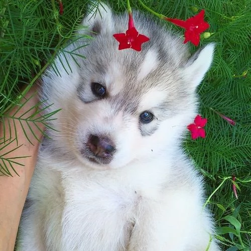 cucciolo di siberian husky_
