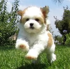 adorabili cuccioli di havanese femminucce e maschietti disponibili per l'adozione cuccioli sono vacc