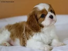 adorabili cuccioli di schnauzer femminucce e maschietti disponibili per l'adozione cuccioli sono vac