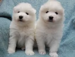 adorabili cuccioli di samoiedo femminucce e maschietti disponibili per l'adozione cuccioli sono vacc