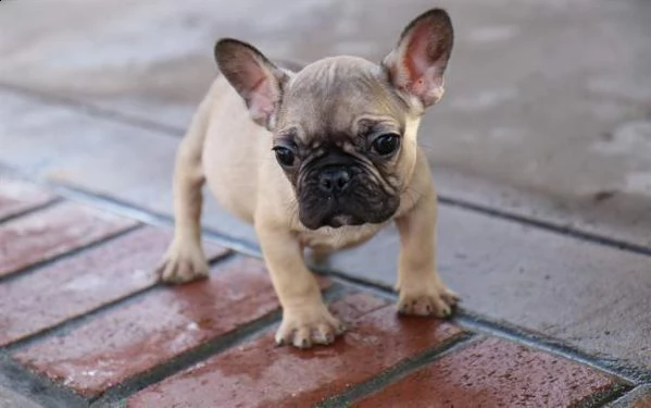 disponiamo cuccioli di bulldog francese rigorosamente sani di 2 mesi