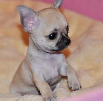 disponibili cuccioli di chihuahua messicano puri e favolosissimi 