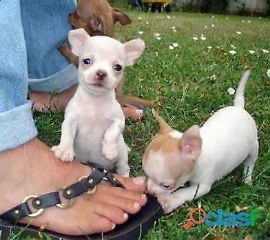 disponibili cuccioli di pincher chihaha toy bellissimi e adorabilissimi di 