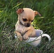 disponiamo cuccioli di pincher chiwawa toy bellissimi e gioiosi