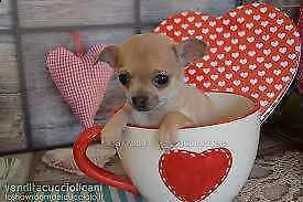 disponiamo cuccioli di pincher chihuahaa toy di 2 mesi e mezzo teneri