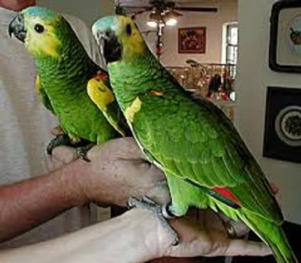 maschi e femmine di qualità amazon dna parrots pronti